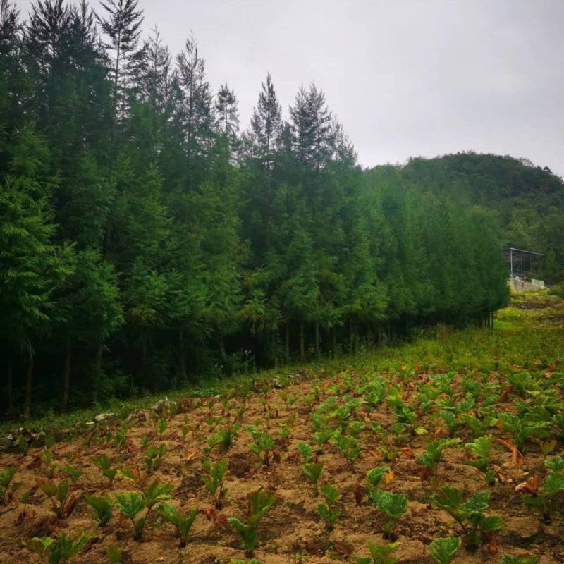 柳杉基地一手货源规格齐全价格可谈