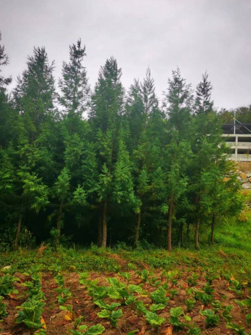 柳杉基地一手货源规格齐全价格可谈