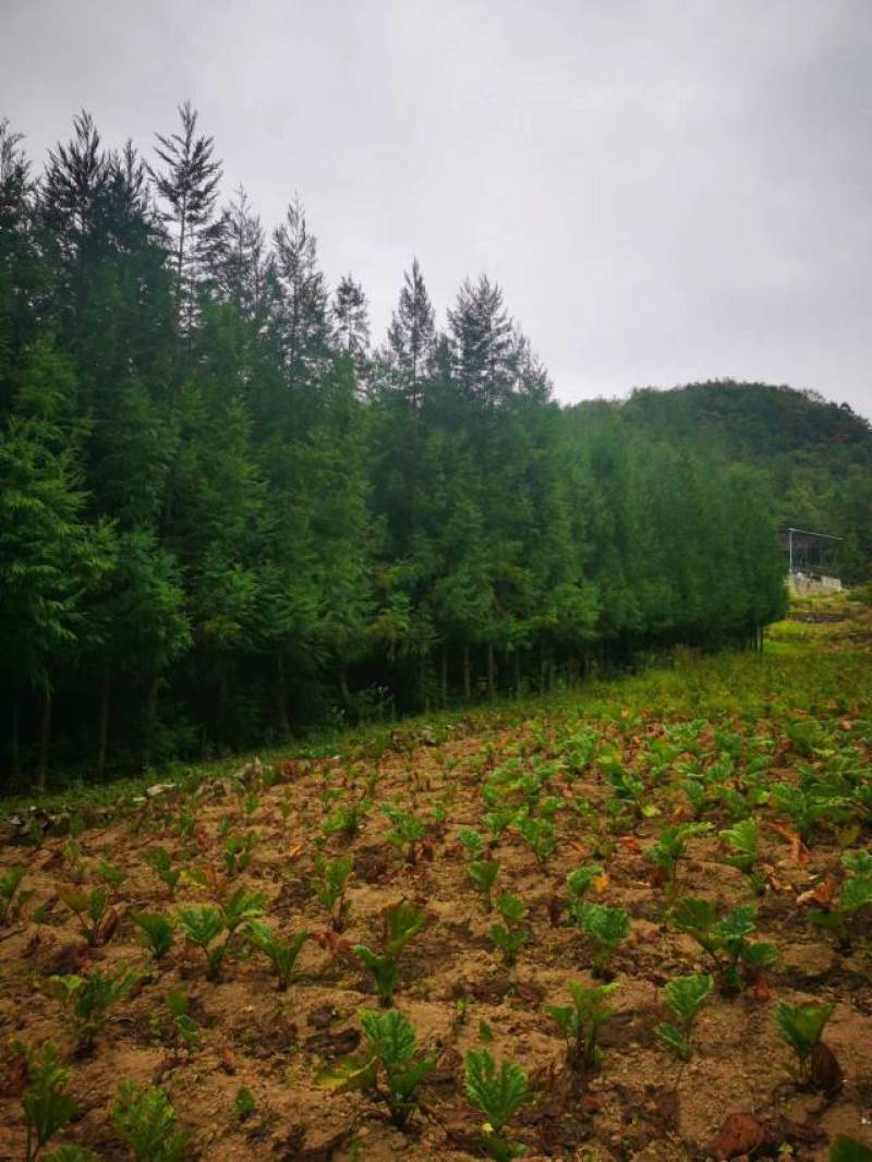 柳杉基地一手货源规格齐全价格可谈