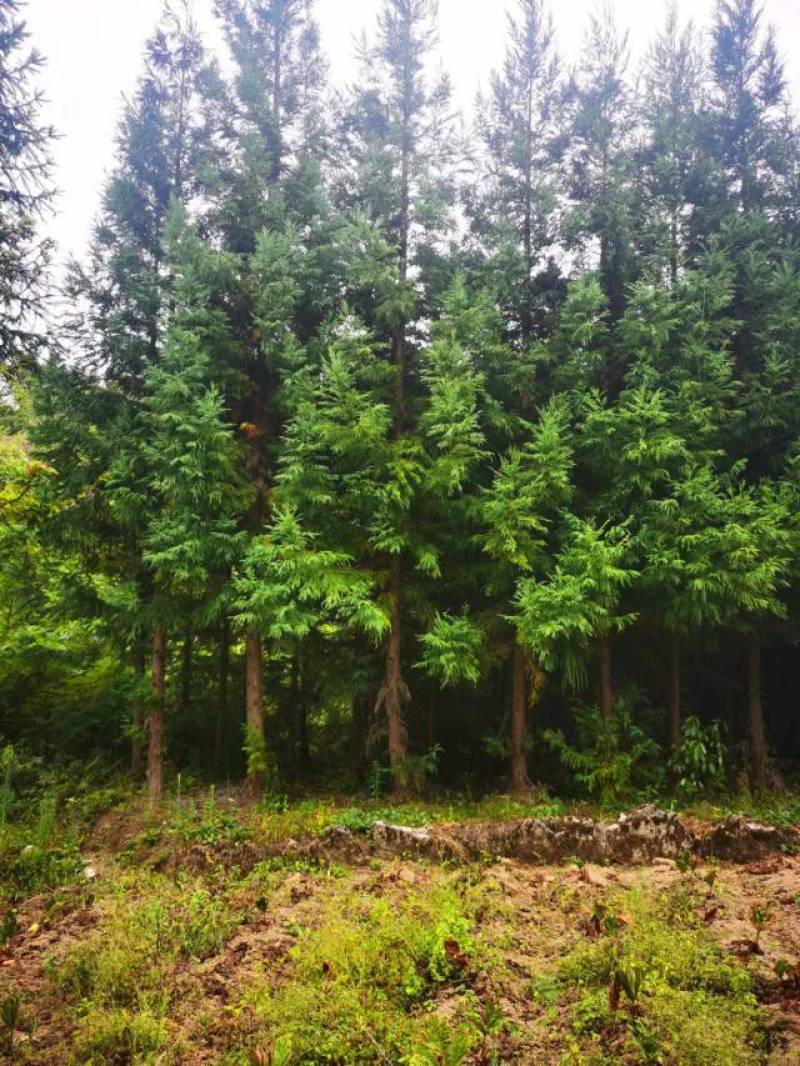 柳杉基地一手货源规格齐全价格可谈