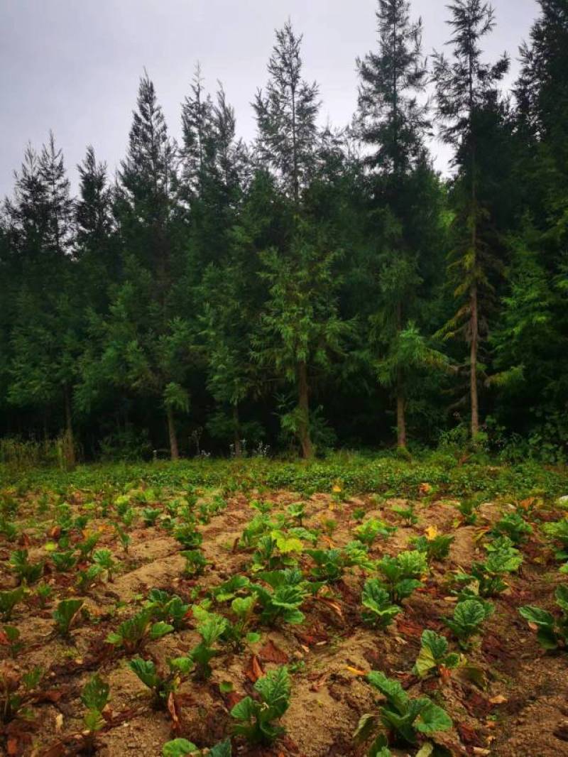 柳杉基地一手货源规格齐全价格可谈