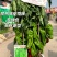 薄皮超大果新品：洛椒55号，较早熟，耐低温，皮薄质嫩。