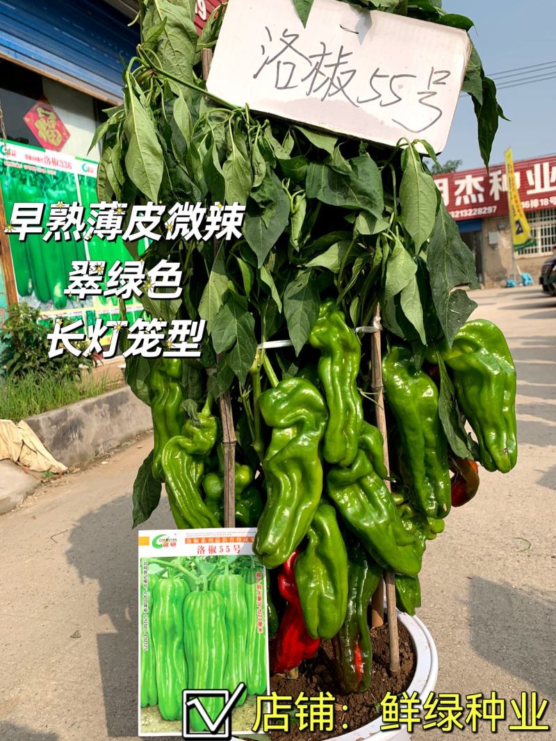 薄皮超大果新品：洛椒55号，较早熟，耐低温，皮薄质嫩。