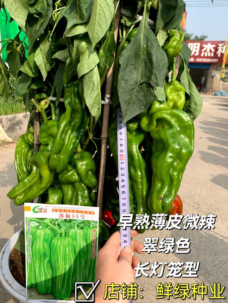 薄皮超大果新品：洛椒55号，较早熟，耐低温，皮薄质嫩。