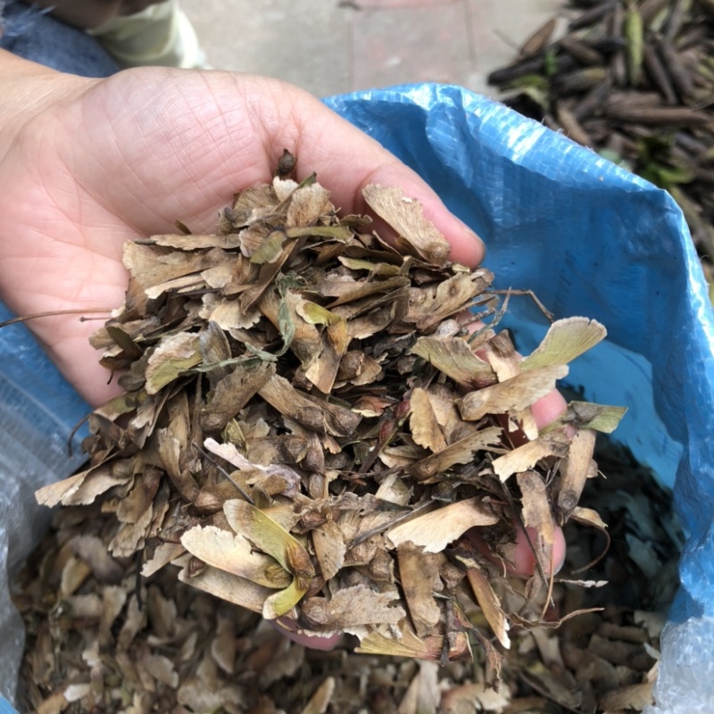 羽毛枫种子新采羽毛枫种子造型树种子羽毛枫