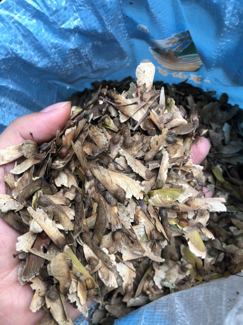 羽毛枫种子新采羽毛枫种子造型树种子羽毛枫