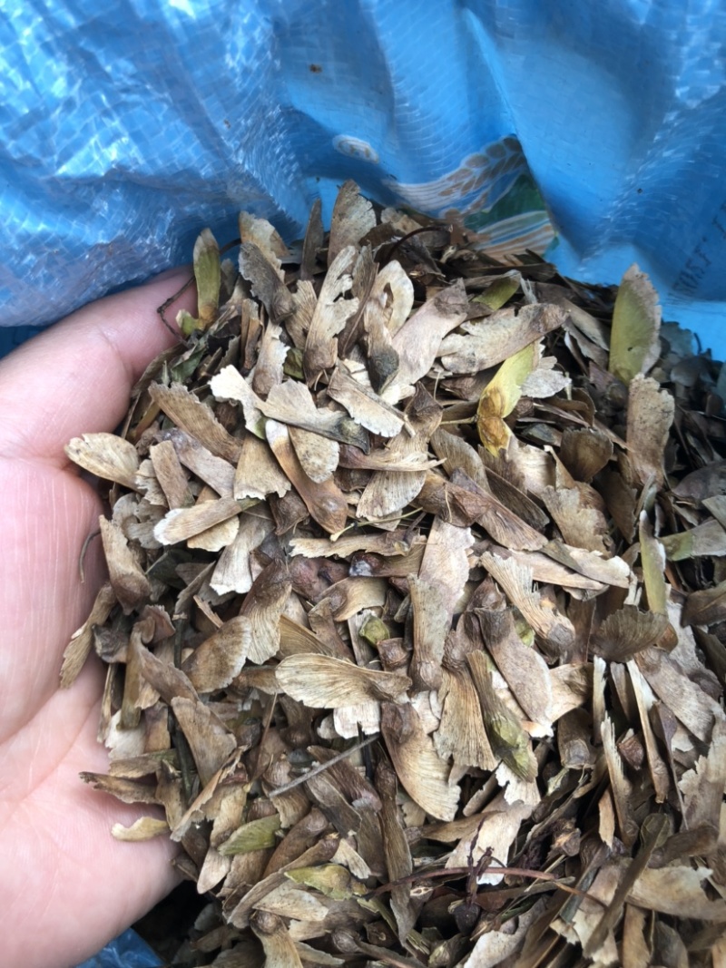 羽毛枫种子新采羽毛枫种子造型树种子羽毛枫