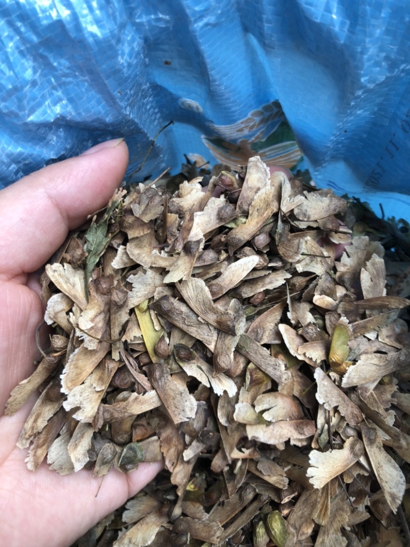 羽毛枫种子新采羽毛枫种子造型树种子羽毛枫