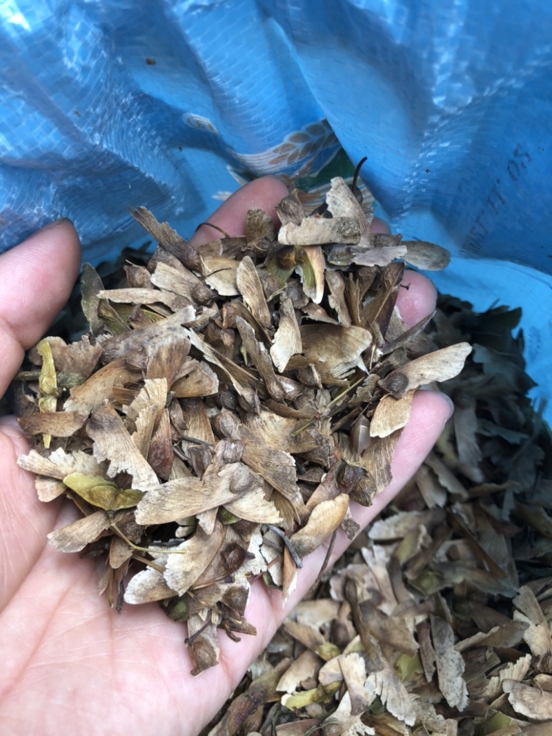 羽毛枫种子新采羽毛枫种子造型树种子羽毛枫