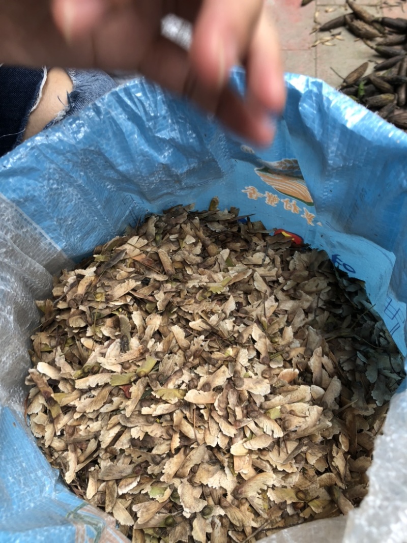 羽毛枫种子新采羽毛枫种子造型树种子羽毛枫