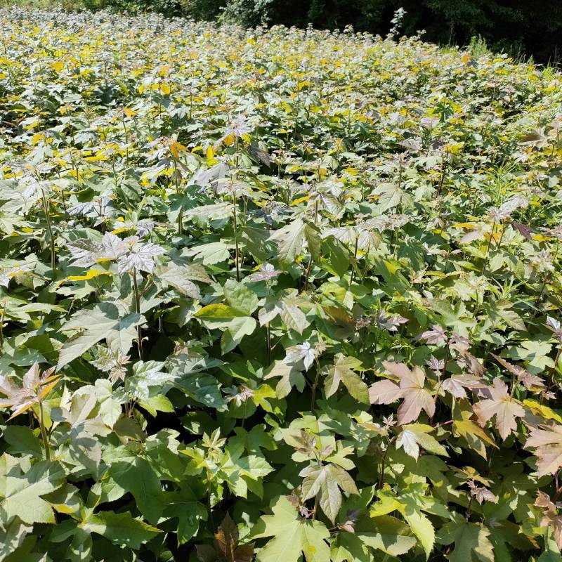 枫香苗基地一手货源规格齐全价格可谈
