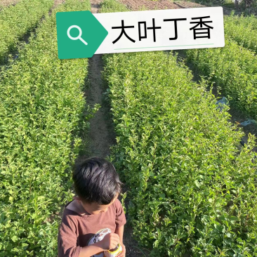 大叶丁香小苗