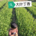 大叶丁香小苗