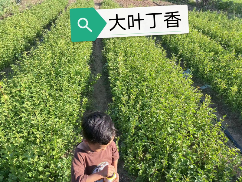 大叶丁香小苗