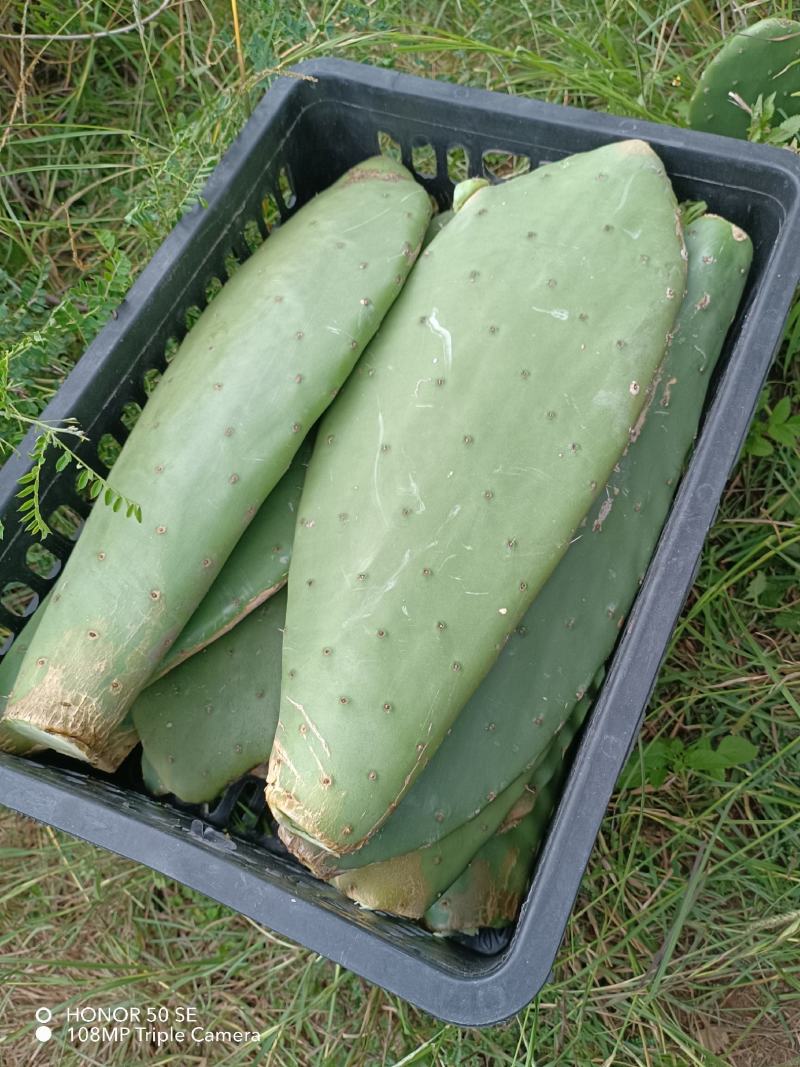 云南宝塔，梨果，米邦塔食用仙人掌