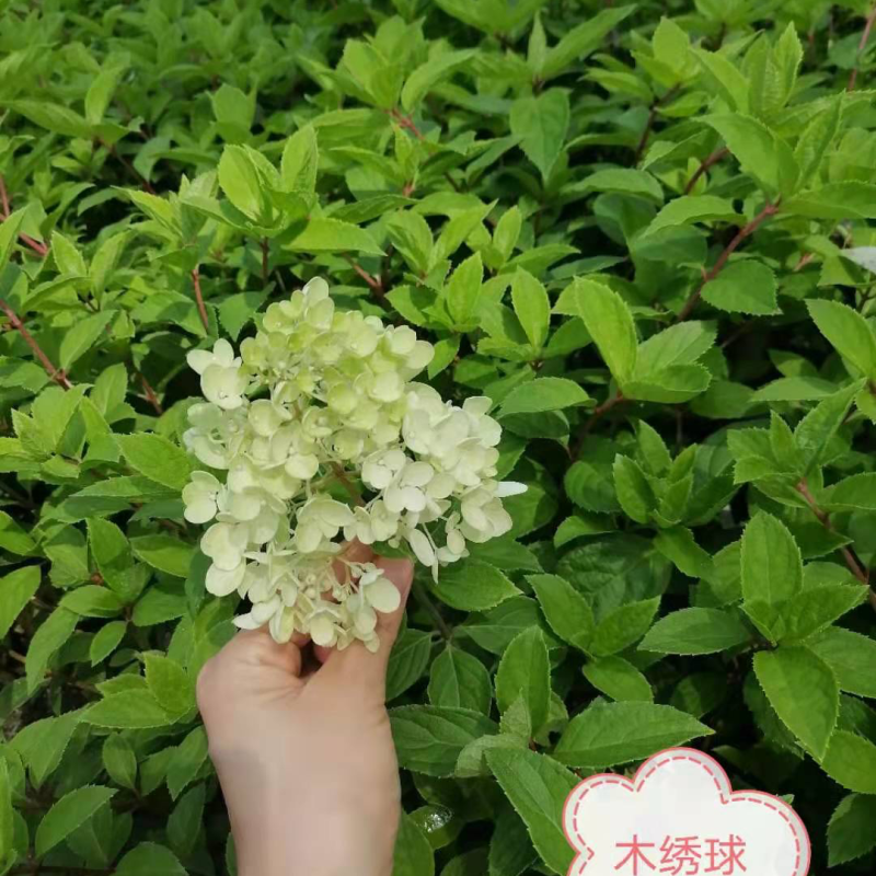 木绣球小苗