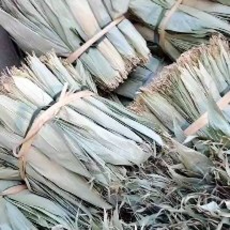 粽叶，新叶叶子非常的好
