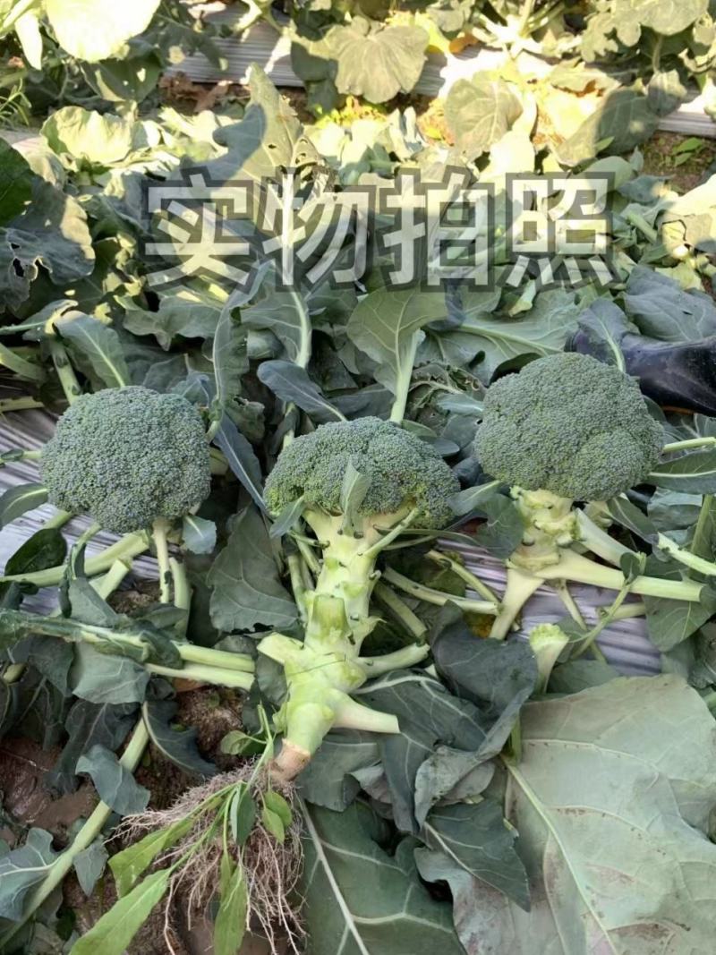 新西兰1688西兰花菜花种子青花菜花蕾细密长势好种植户大