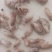 丑眼，笔管鱼，小海兔