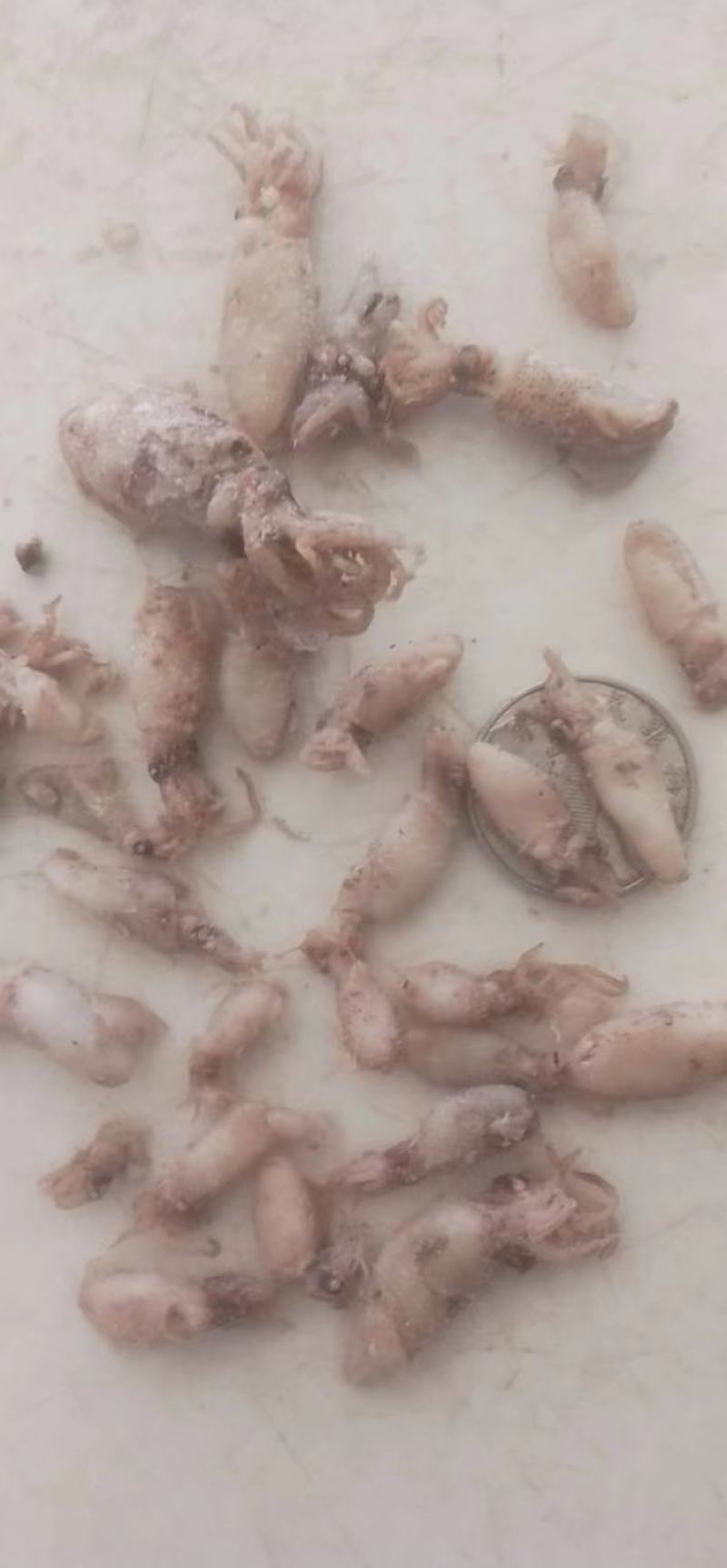 丑眼，笔管鱼，小海兔