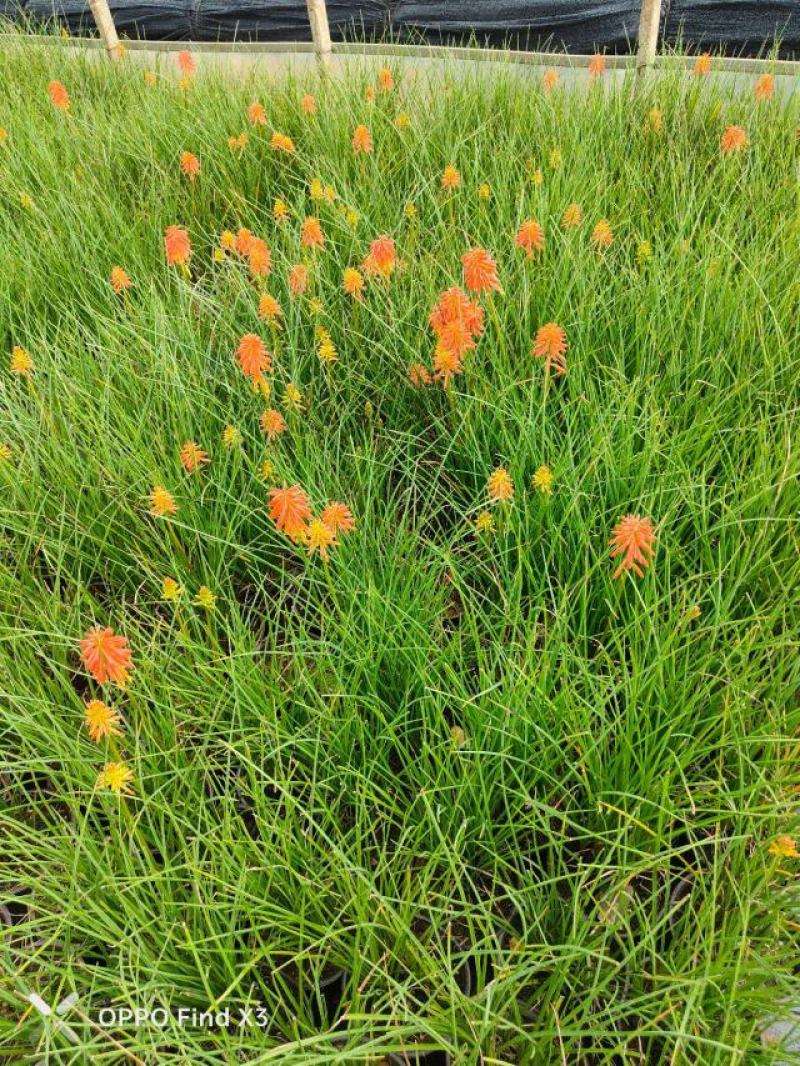 火把莲。火炬花160盆苗。欢迎来电咨询。实地考察。