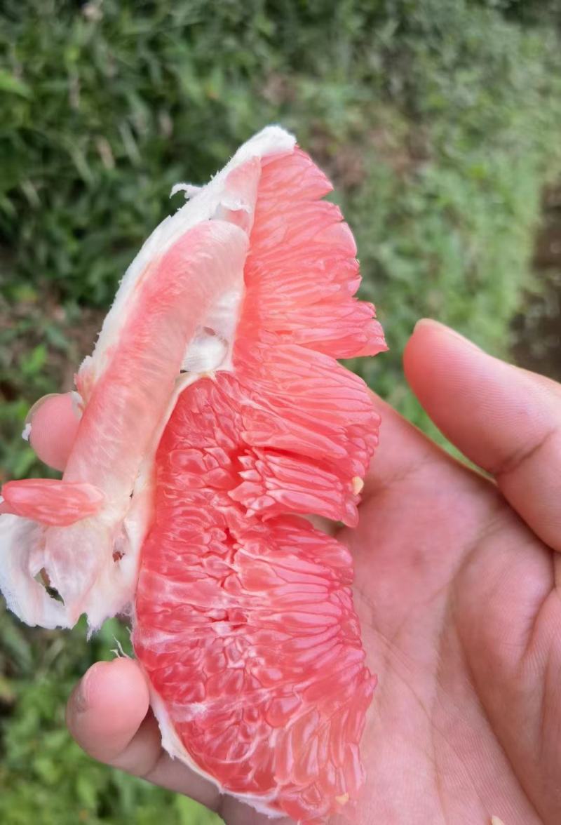 《蜜柚》三红柚白心柚基地对接电商商超团购平台诚信代办