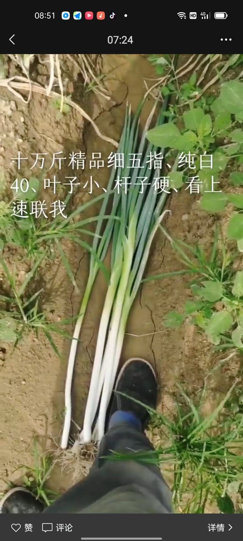 五指钢葱，基地发货