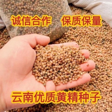 黄精种子野生新鲜野生鸡头黄精种苗正宗老虎姜种芽药材黄种子
