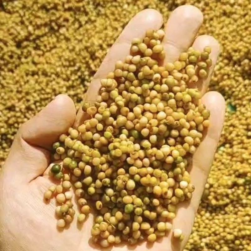 黄精种子野生新鲜野生鸡头黄精种苗正宗老虎姜种芽药材黄种子
