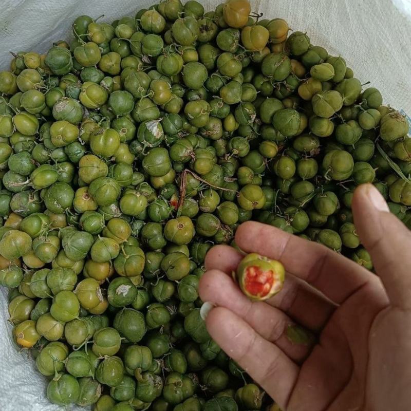 黄精种子野生新鲜野生鸡头黄精种苗正宗老虎姜种芽药材黄种子