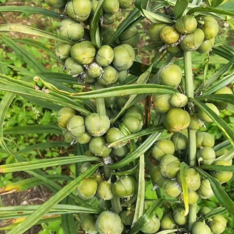 黄精种子野生新鲜野生鸡头黄精种苗正宗老虎姜种芽药材黄种子
