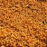 黄精种子野生新鲜野生鸡头黄精种苗正宗老虎姜种芽药材黄种子