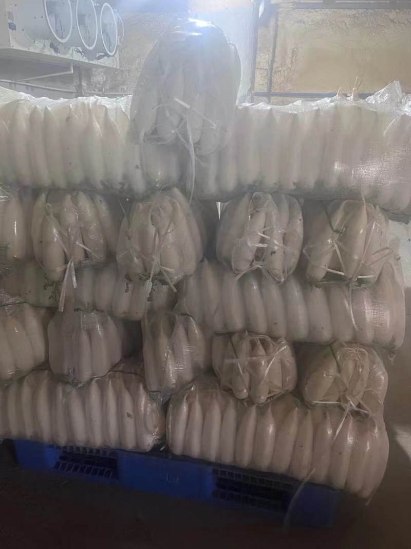 大量白萝卜上市啦，基地大量有货，产地直发，量大从优，