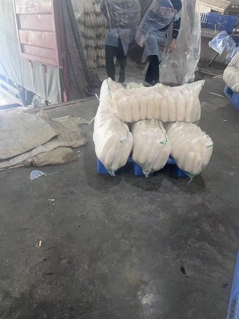 大量白萝卜上市啦，基地大量有货，产地直发，量大从优，