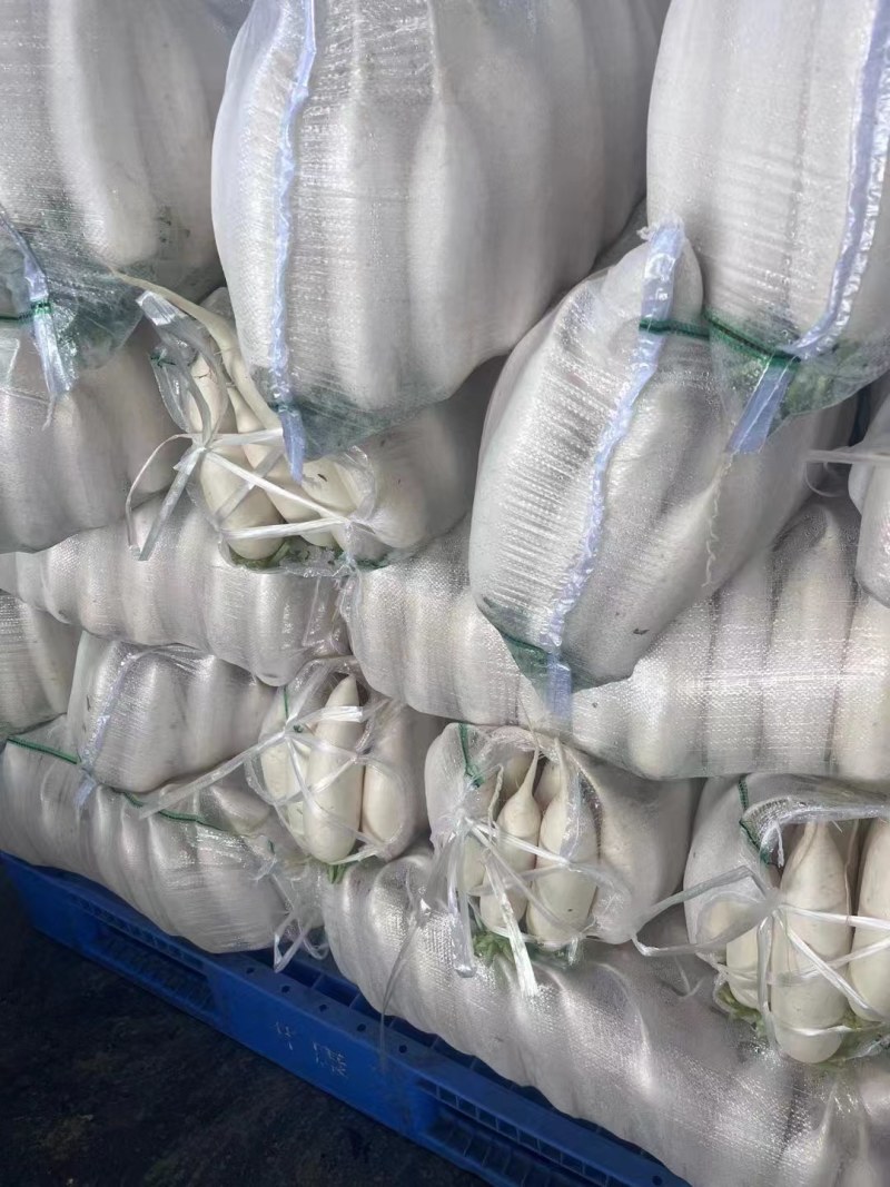 大量白萝卜上市啦，基地大量有货，产地直发，量大从优，