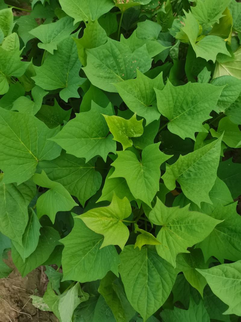 脱毒莺歌薯苗