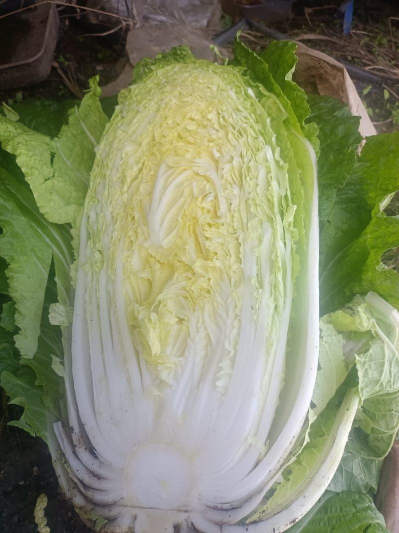 北京3号白菜大量上市我们提供一条龙服务我们有转业的团队