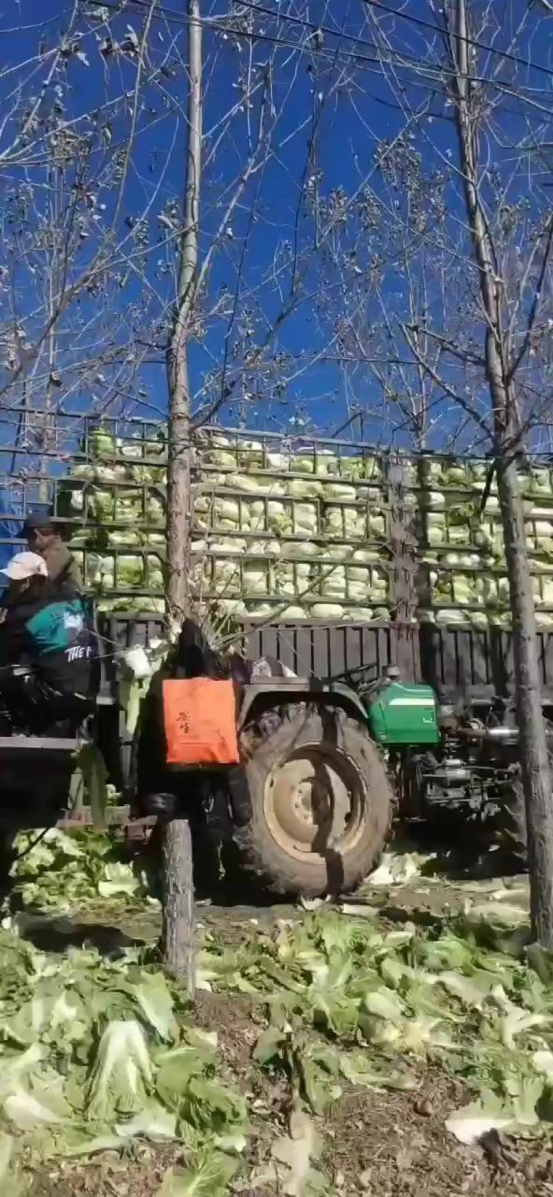 北京3号白菜大量上市我们提供一条龙服务我们有转业的团队