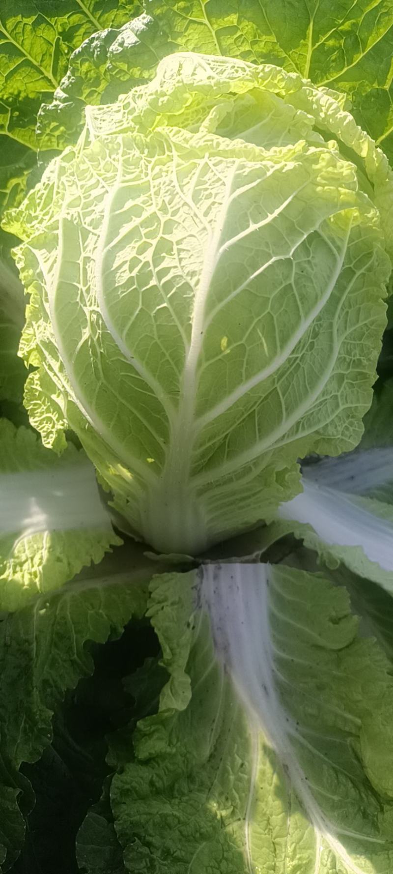 北京3号白菜大量上市我们提供一条龙服务我们有转业的团队