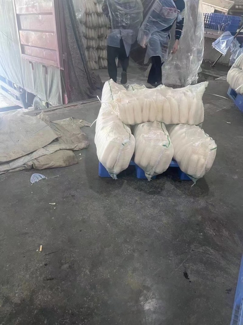 【推荐】白萝卜大量上市啦！有需要的可以联系我，产地直发