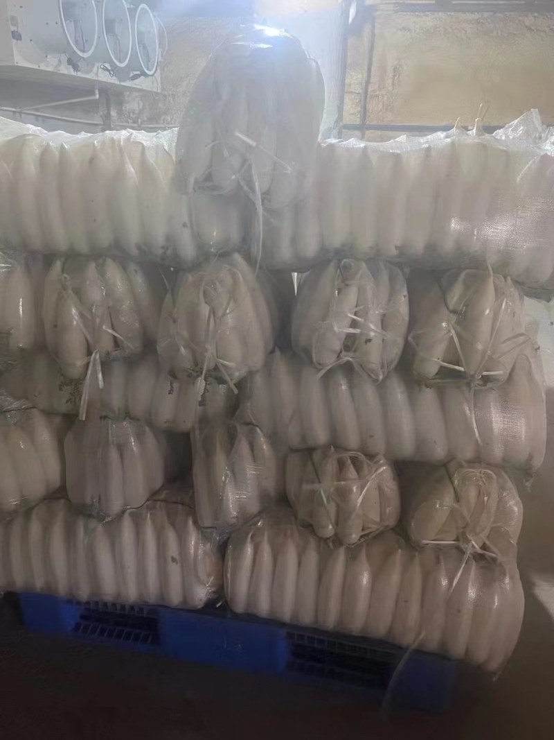 【推荐】白萝卜大量上市啦！有需要的可以联系我，产地直发