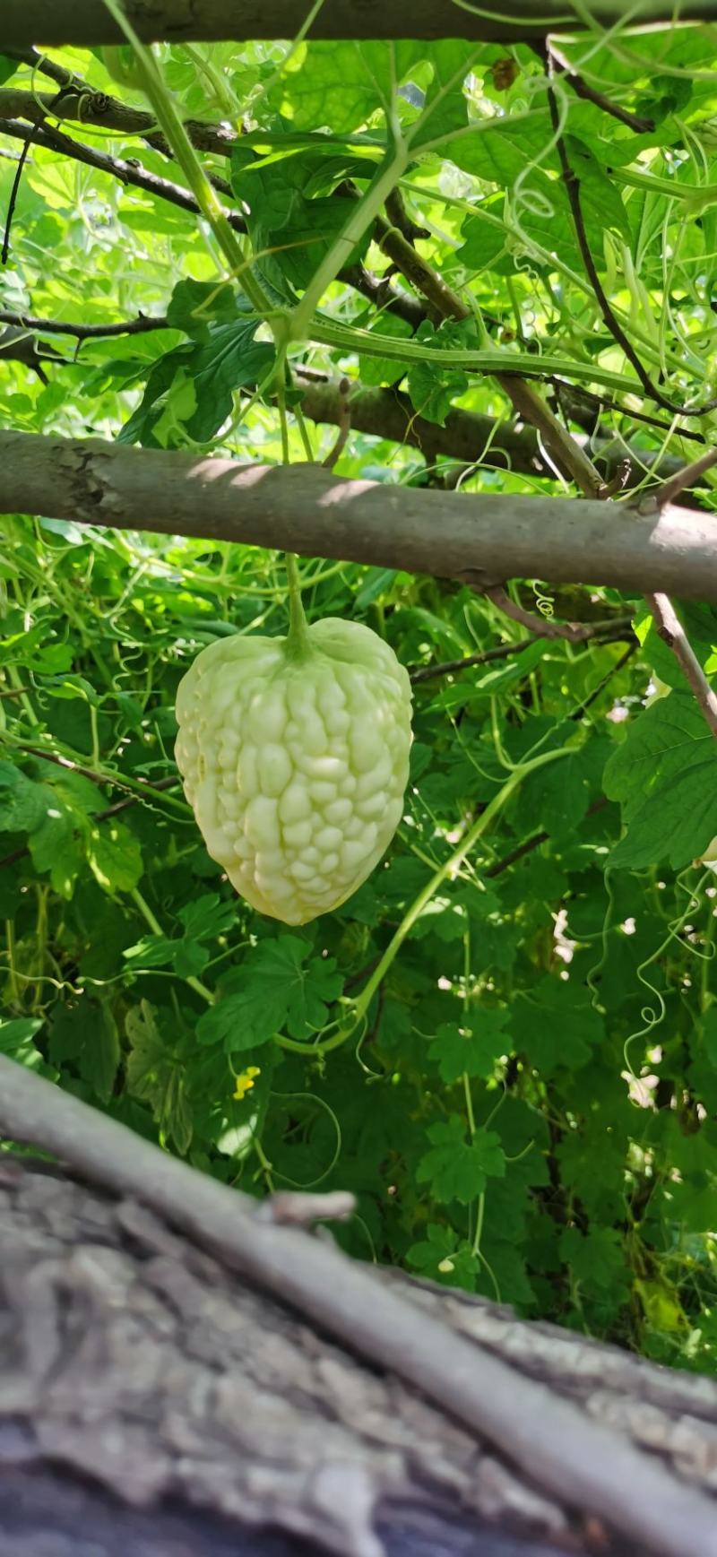 苹果苦瓜种子白苦瓜可以生吃脆甜早熟高产春秋季基地
