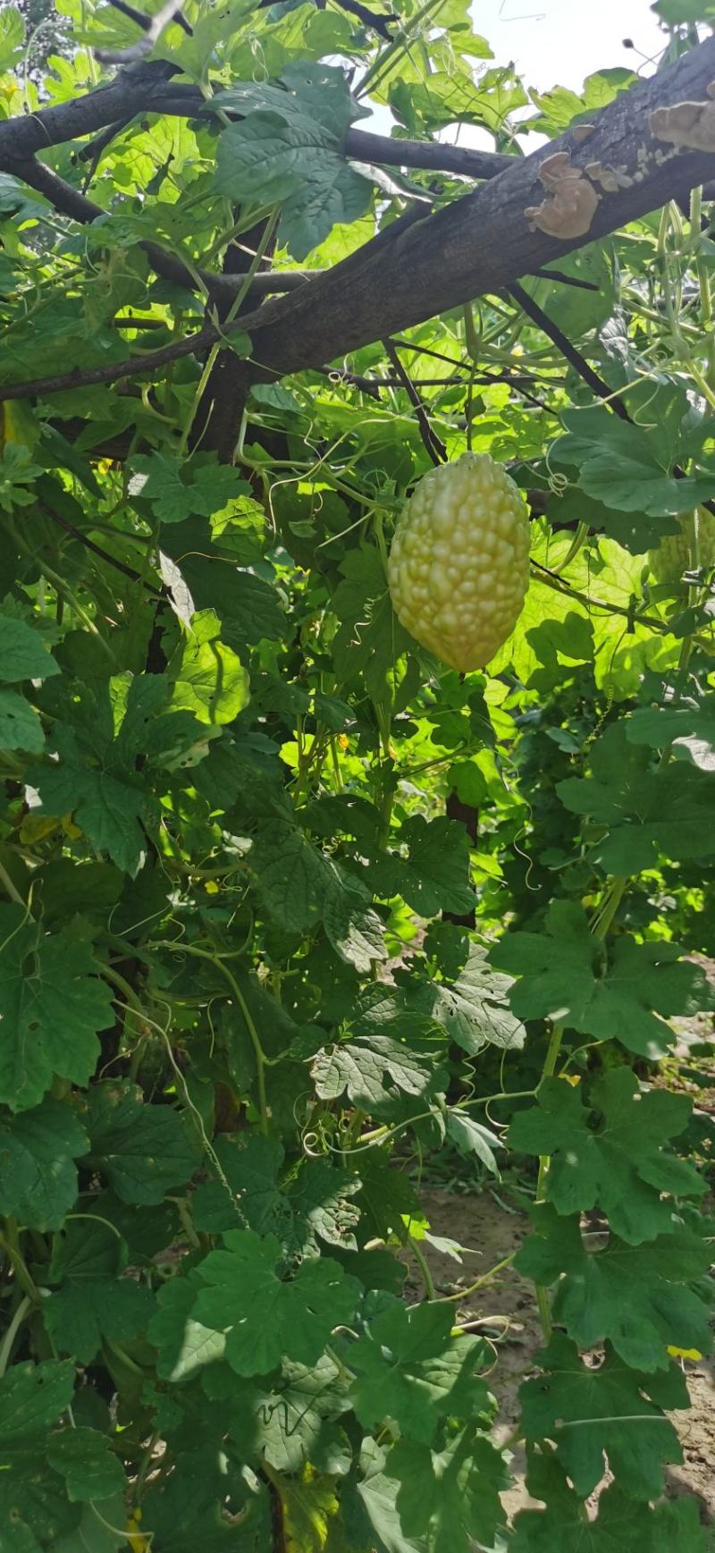 苹果苦瓜种子白苦瓜可以生吃脆甜早熟高产春秋季基地