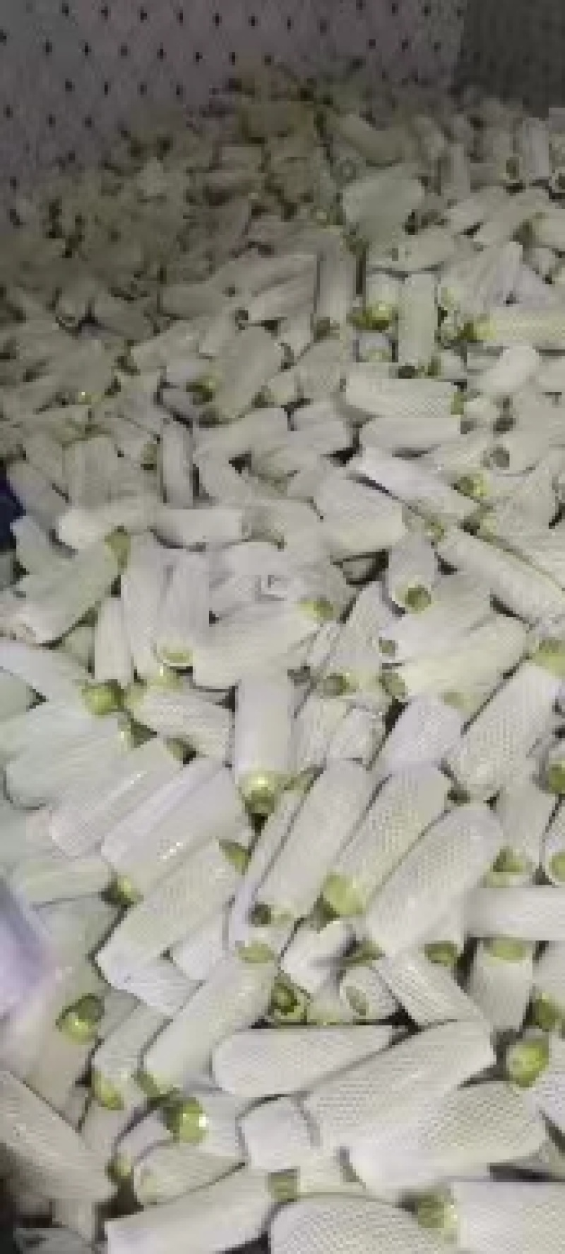 精品西葫芦，西葫芦网套，绿皮西葫芦，大量上市，一手货源，