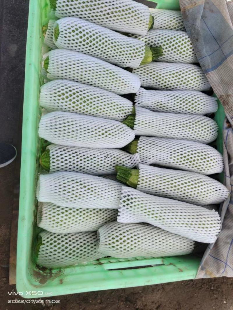精品西葫芦，西葫芦网套，绿皮西葫芦，大量上市，一手货源，