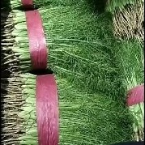 茴香苗上市了