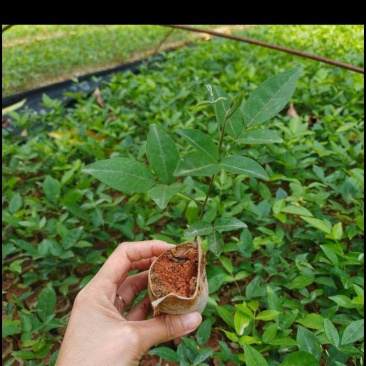 改良高产牛大力苗