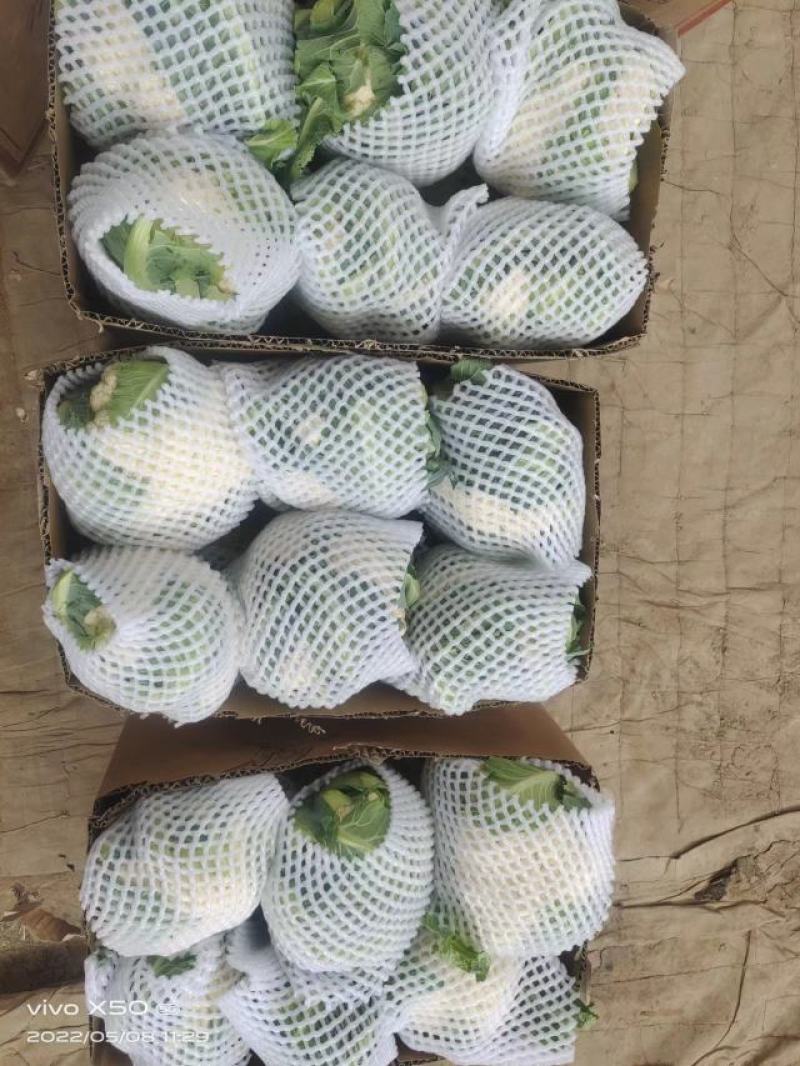精品菜花，有机花菜，散花，大量上市，产地直发，量大从优