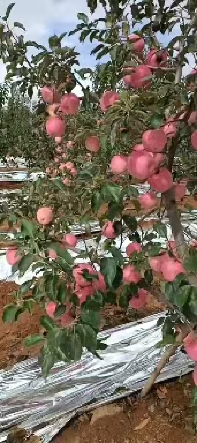 绥中中秋王苹果大量现货！个大！全红！条口！黄肉！嘎嘎脆！