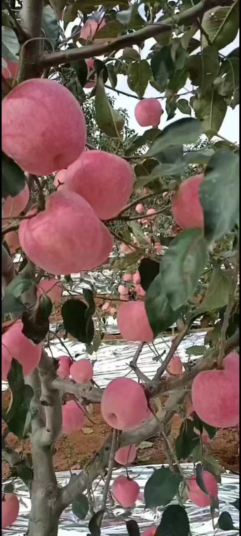 绥中中秋王苹果大量现货！个大！全红！条口！黄肉！嘎嘎脆！